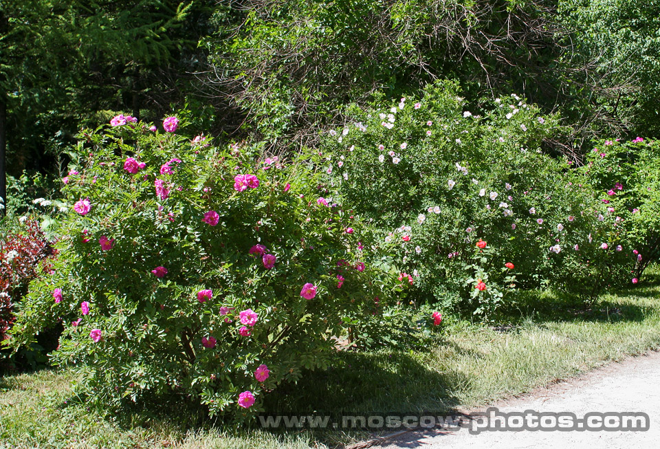 Aptekarsky Botanical Garden