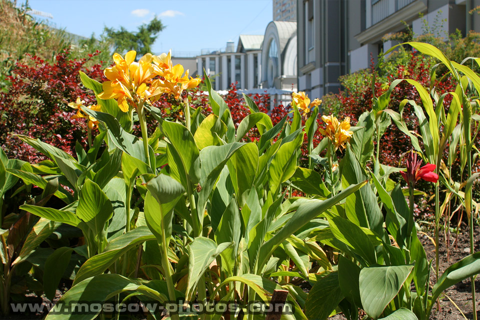 Aptekarsky Botanical Garden Entrance