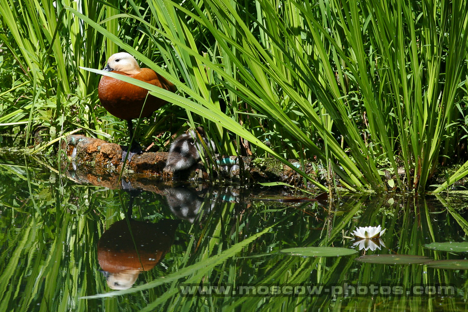 Duck