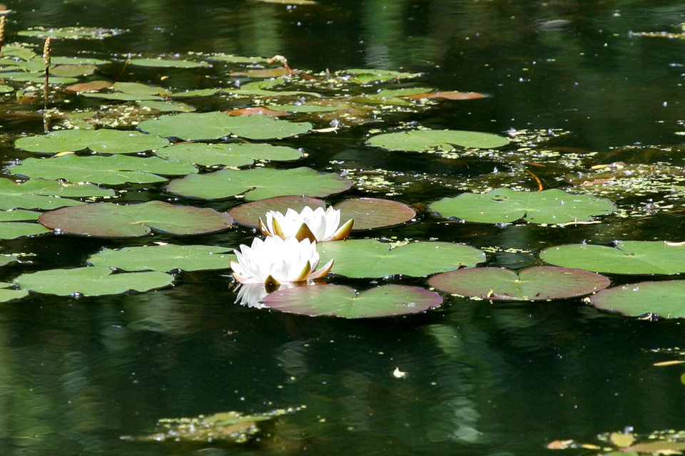 Water-Lily