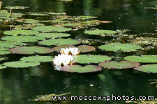 Water-lily