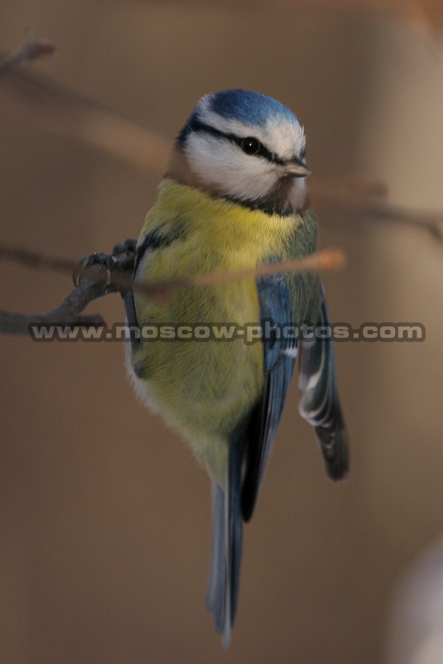 Blue tit