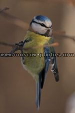 Blue tit