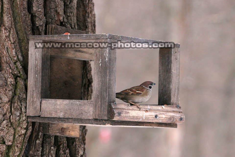 Feeding Rack