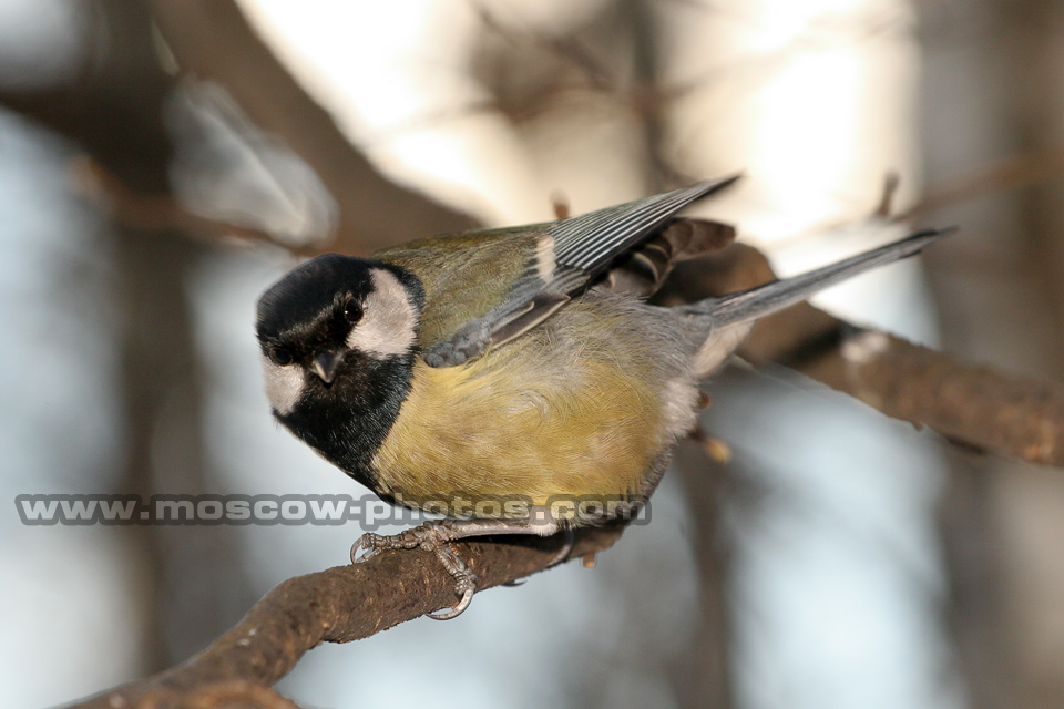 Great tit