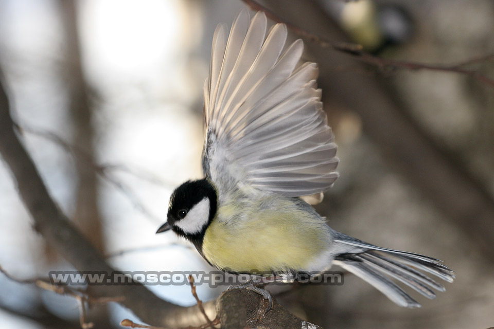 Great tit
