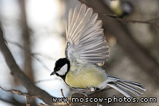 Great tit