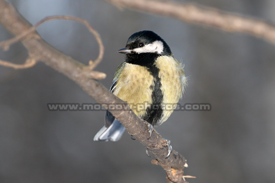 Great tit