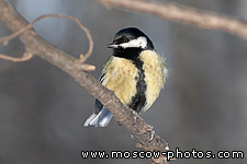 Great tit