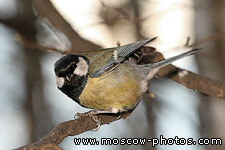 Great tit