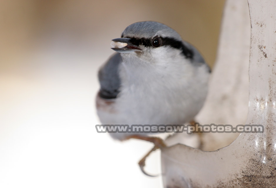 Nuthatch