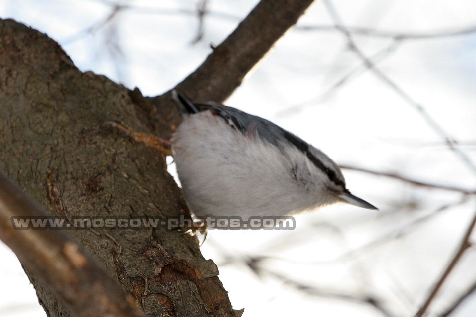 Nuthatch