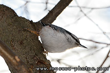 Nuthatch