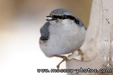 Nuthatch
