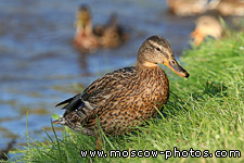 Ducks