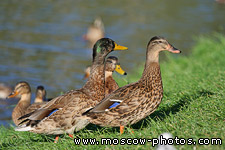 Ducks