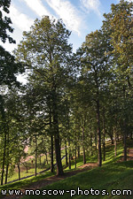 Tsaritsyno forest