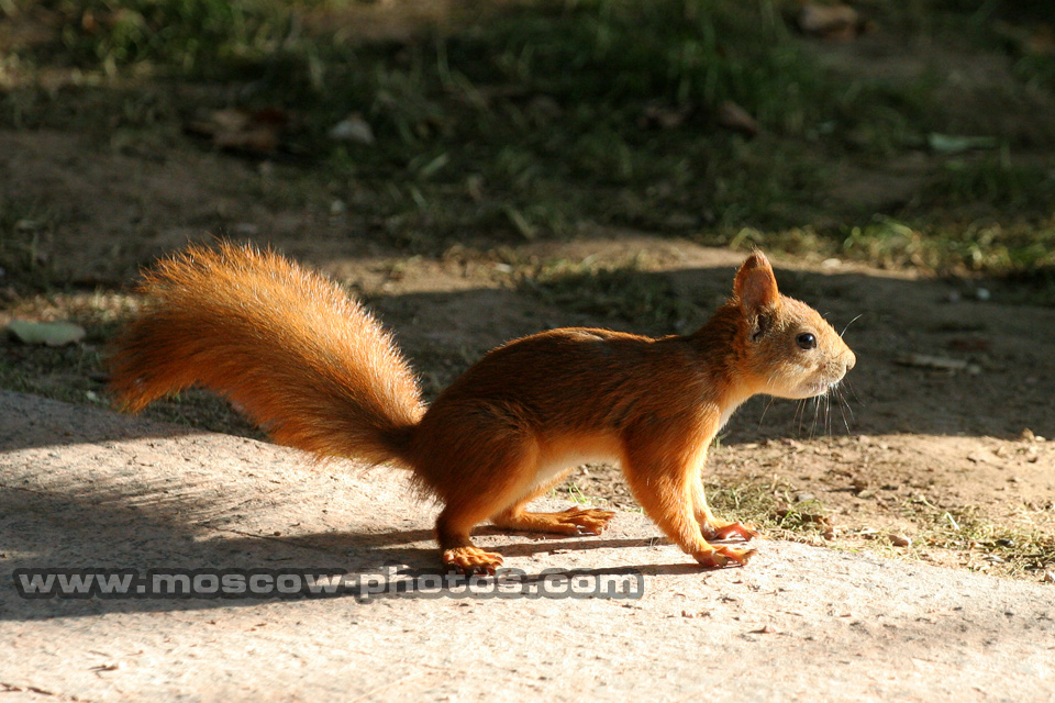Squirrel