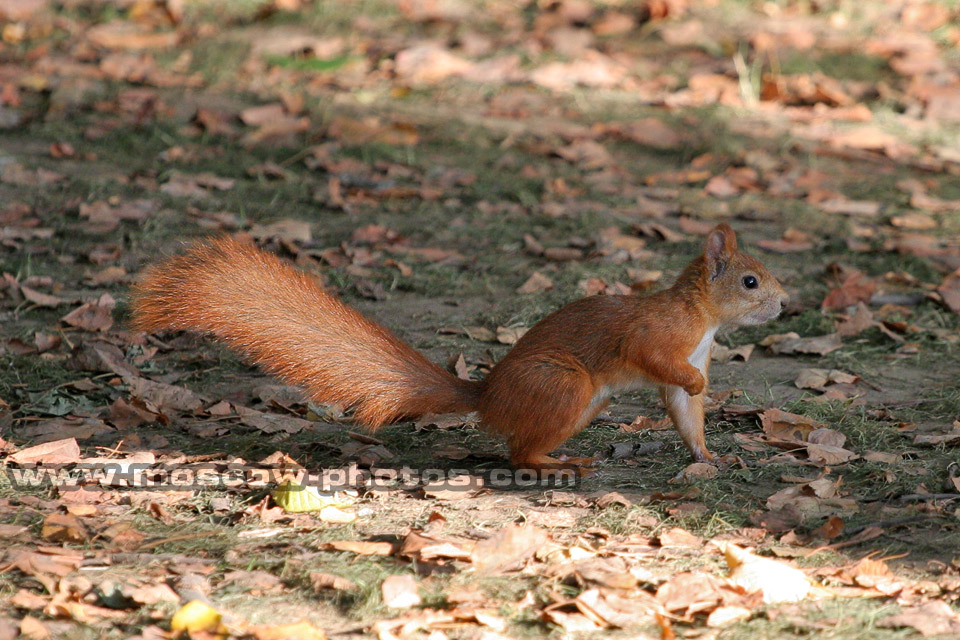 Squirrel