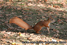 Squirrel