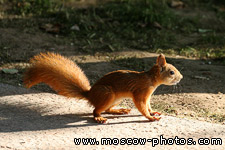 Squirrel