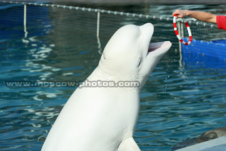 Belukha whale (Delphinapterus leucas)