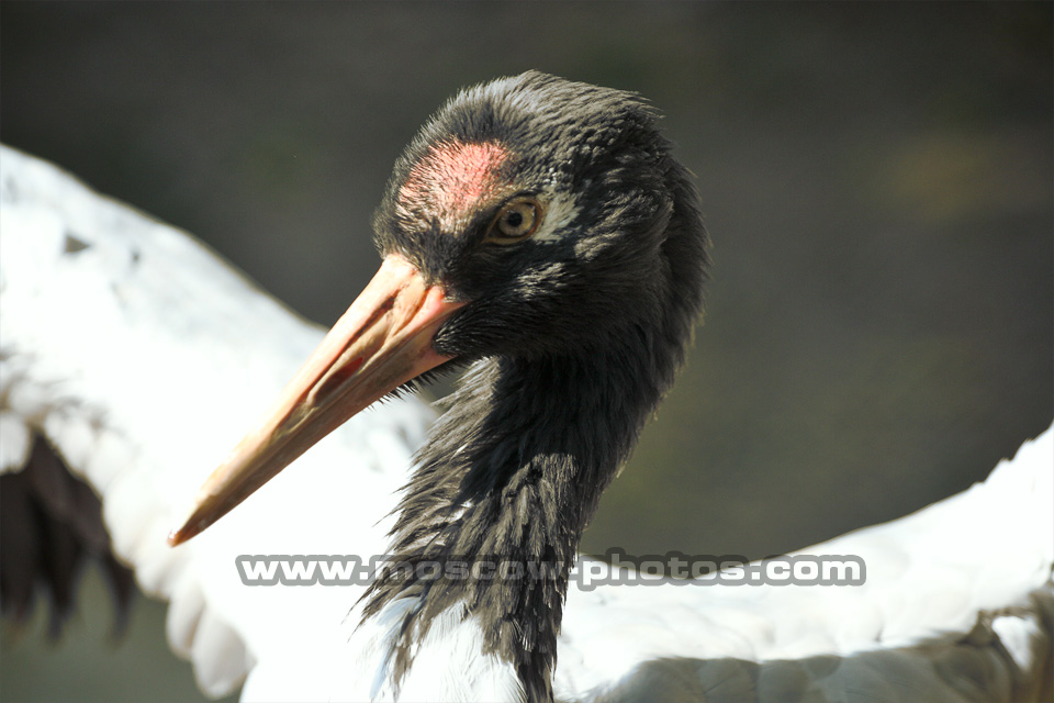 Black-necked Crane, Grus nigricollis