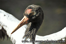 Black-necked Crane, Grus nigricollis
