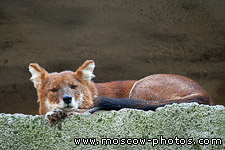 Dhole, Cuon alpinus lepturus