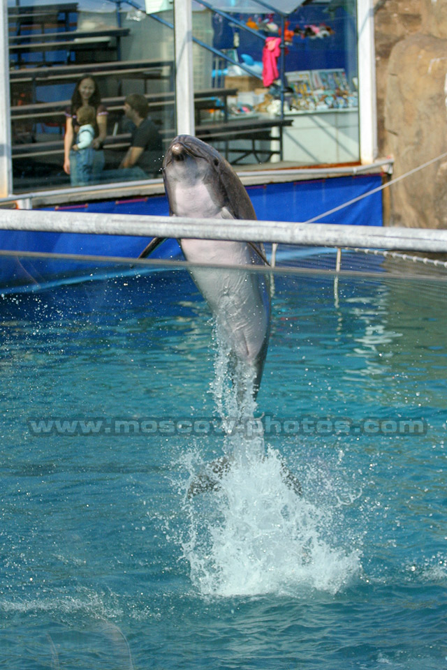 Dolphin