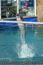 Dolphin