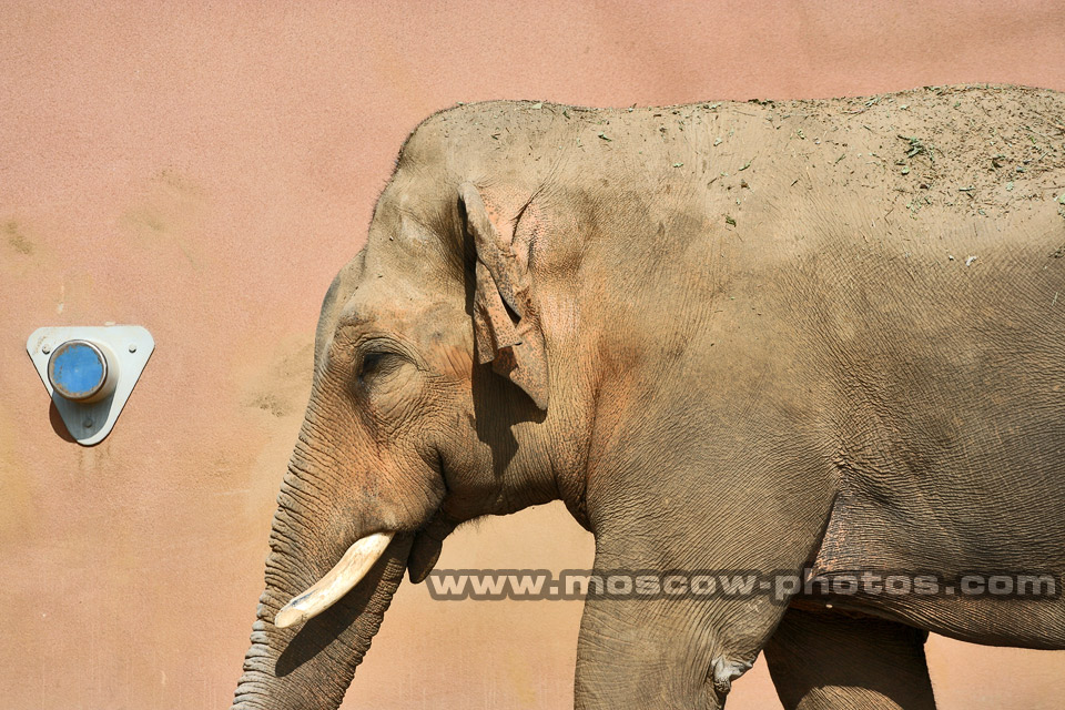 Elephant