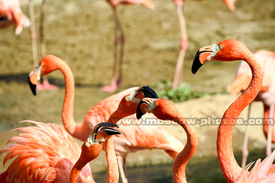 Moscow Zoo Flamingo