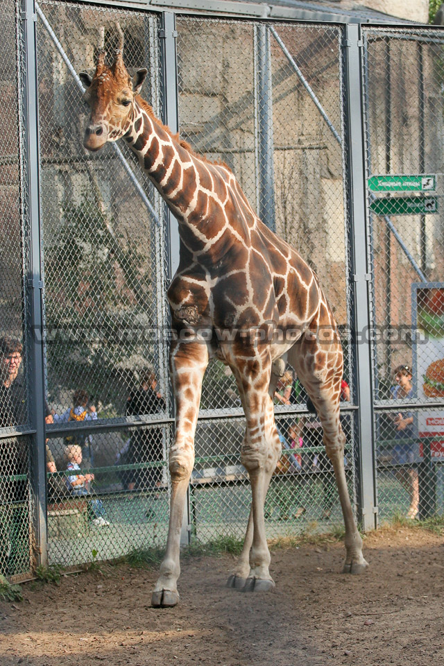 Giraffe