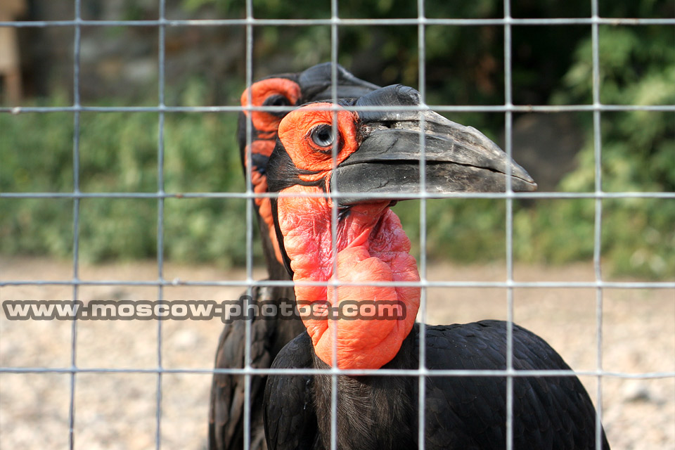 Ground Hornbill (Bucorvus cafer)