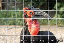 Ground Hornbill (Bucorvus cafer)
