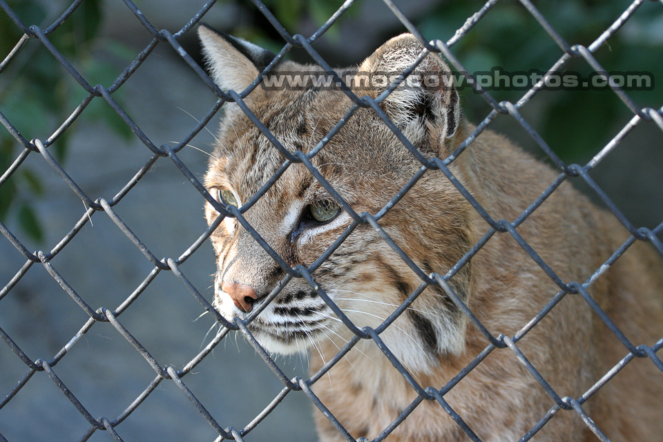 Lynx