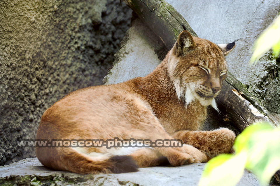 Lynx, felis lynx
