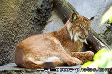Lynx, felis lynx