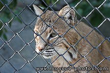 Lynx