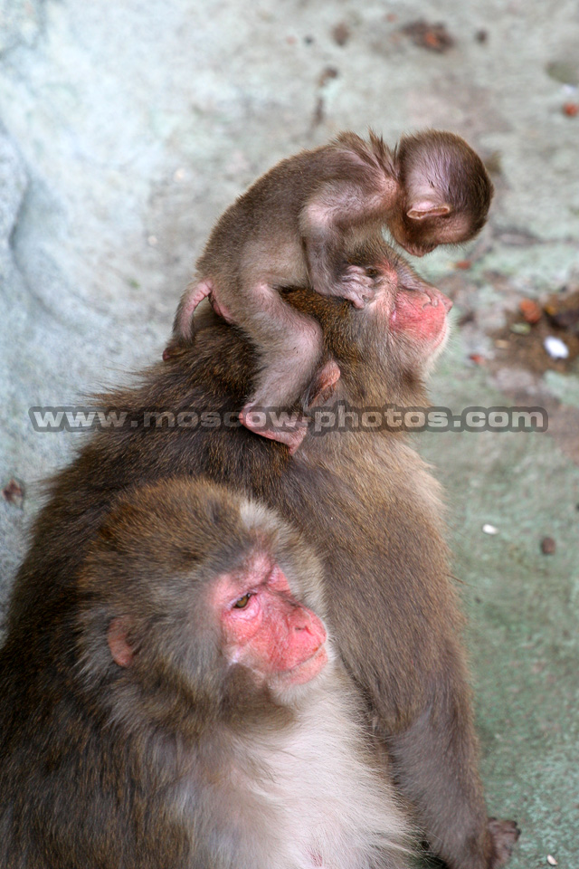 Monkeys