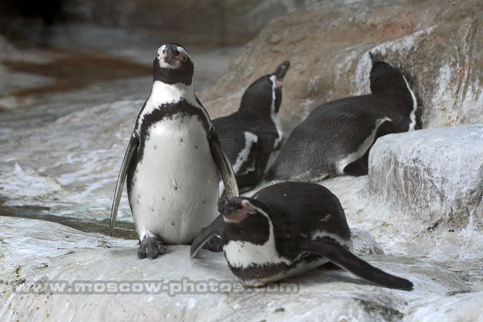 Penguins