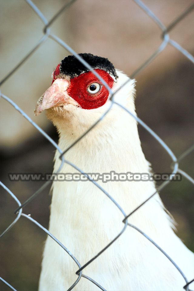 White Eared Pheasant, Crossoptilon crossoptilon