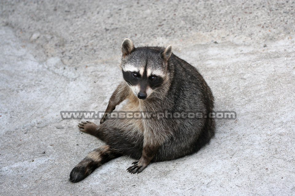 Raccoon