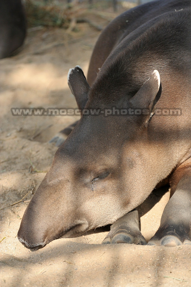 Tapir
