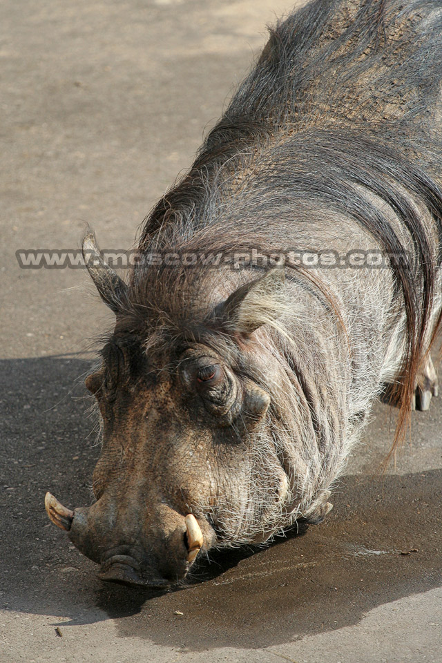 Wart Hog, Phacochoerus aethiopicus