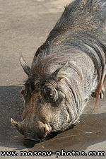 Wart Hog, Phacochoerus aethiopicus