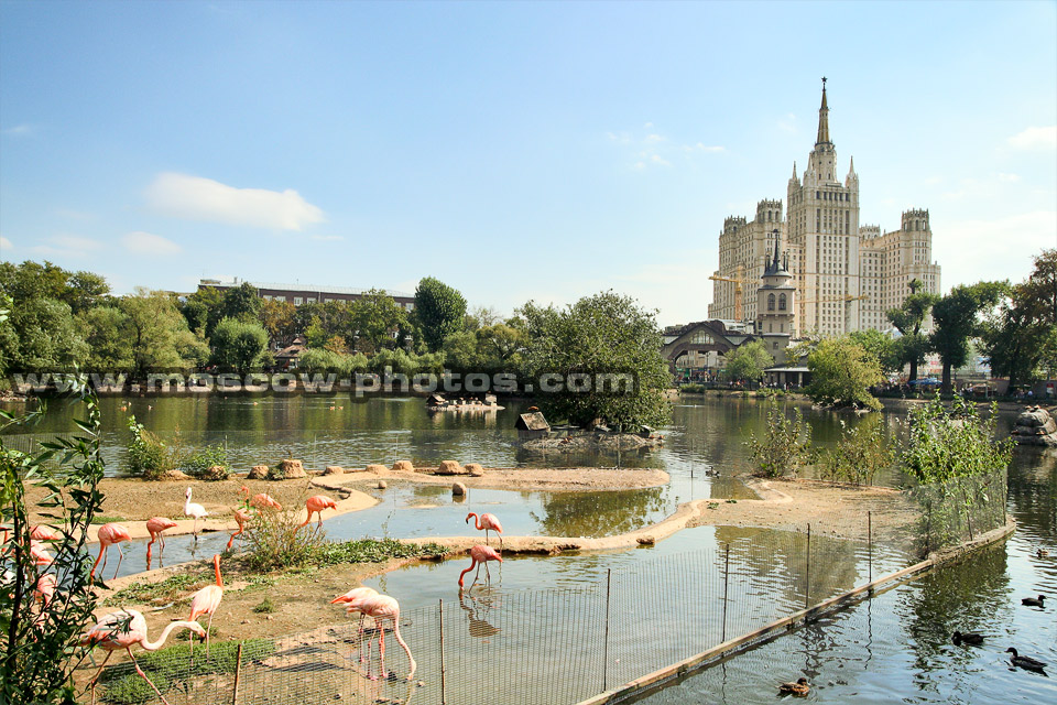 Moscow Zoo pond