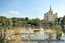 Moscow Zoo pond